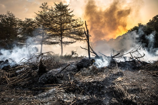 Bushfire safe landscaping in Queensland